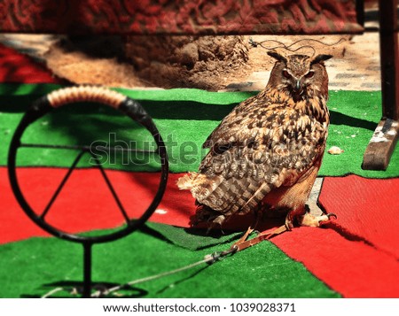 Eagle Owl on captivity in falconry exhibition