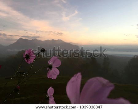 good morning flower and her mountains view