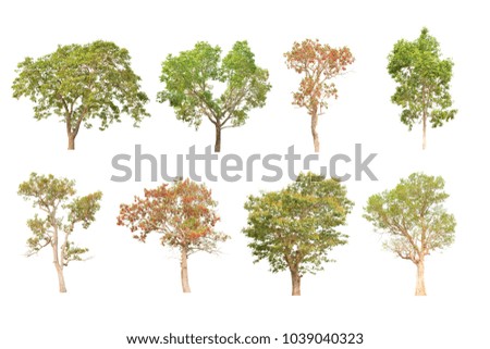 trees isolated  on white background , collection of trees.