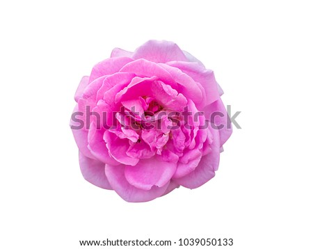 Pink of Damask Rose flower isolate on wite background with clipping path. (Rosa damascena)