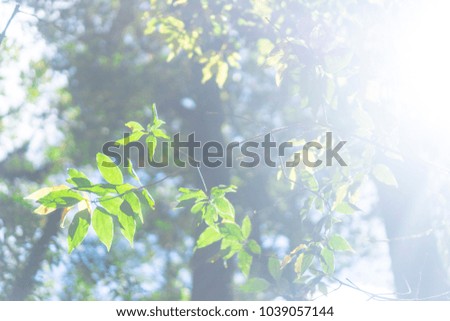 part of forest, nature concept