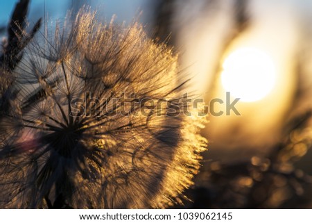 Dandelion closeup against sun and sky during the dawn, meditative summer zen background