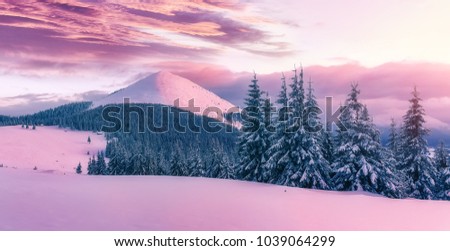 Wonderful natural background. Fantastic pink evening landscape glowing by sunlight. Dramatic wintry scene with snowy trees and overcast colorful sky. Majestic sunset. Carpathians, Ukraine, Europe. 