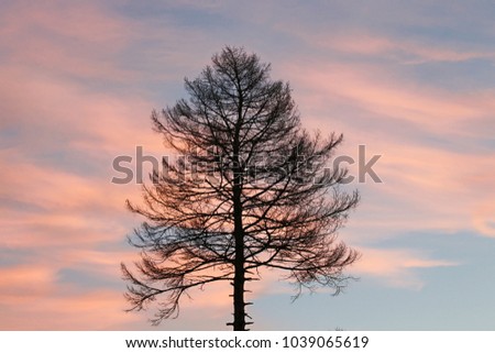 Beautiful Tree at sunset