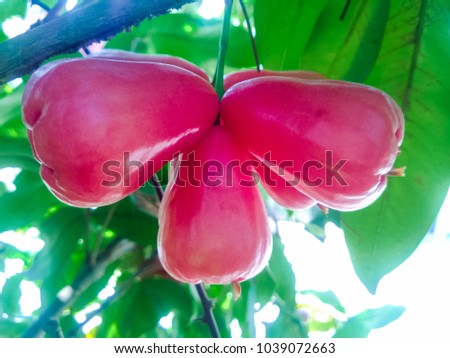 Fresh natural fruit Rose Apple (Thai called chomphu) on tree in the garden with soft light the natural background,Rose Apple sweet taste crispy delicious. A lot of water and is high in vitamin C.