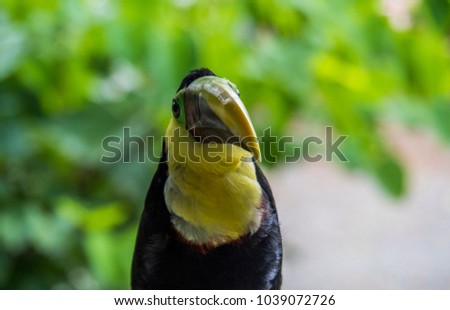 Yellow Throated Toucan, Tortuguero, National Park, Costa Rica