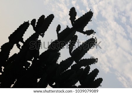 Cactus in silhouette view in front of the blue sky and cloud
