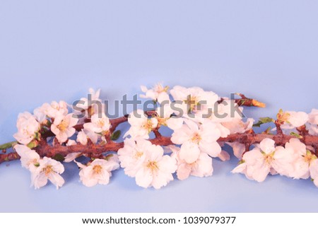 Vintage photo of sakura tree. flower in spring