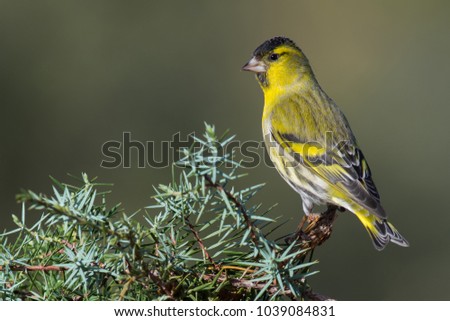 A colorful male eurasian siskin (Carduelis spinus) perched on a juniper shrub with a nice sun light. Taken in Spain, during the autumn migration.