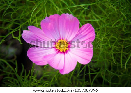 Cosmos bipinnatus, commonly called the garden cosmos or Mexican aster, is a medium-sized flowering herbaceous plant native to Mexico.