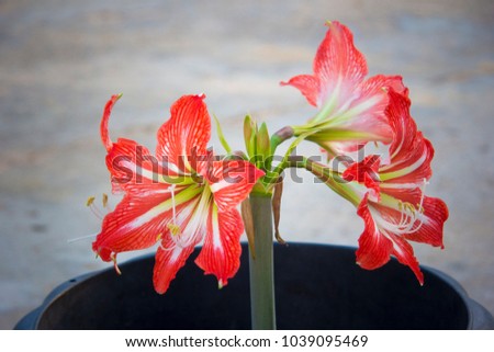 Amaryllis is the only genus in the subtribe Amaryllidinae (tribe Amaryllideae). It is a small genus of flowering bulbs, with two species.