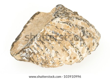 Very old fossil of a shell, isolated on white