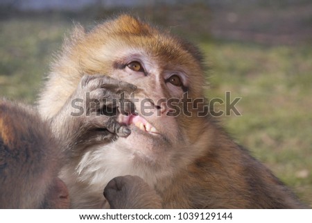 baboon at the grooming