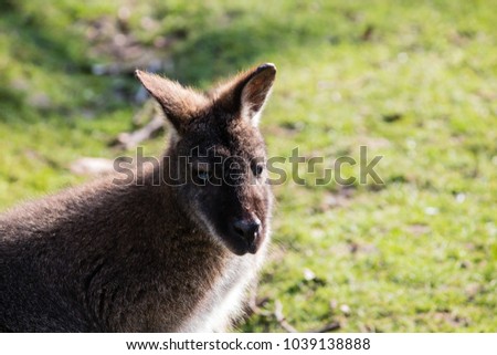 wallaby in a zoo