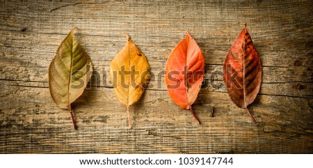 Autumn (fall) - four colorful leaves captured from above (top view, flat lay). Rustic wooden background.
