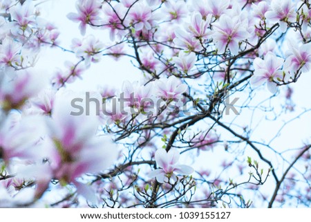First blossoming magnolia. Toned, selective focus, shallow DOF