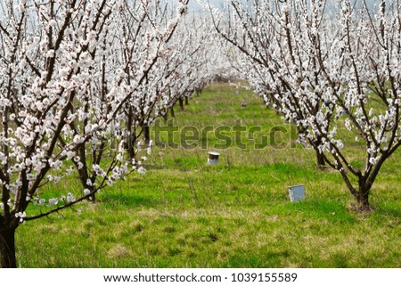 blossoming almond trees in a row
