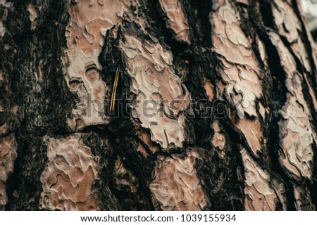 Texture of old pine close-up. Incredibly beautiful pattern. Macro photography.