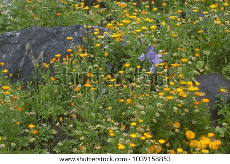 Wildflowers. Spring and summer background  