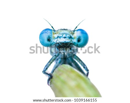 Funny Dragon Fly or Damsel Fly Insect Selfie Portrait on Green Stick Isolated on White