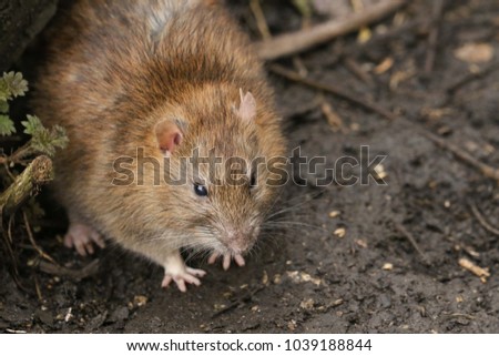 A Brown Rat (Rattus norvegicus) searching around on the ground for food.