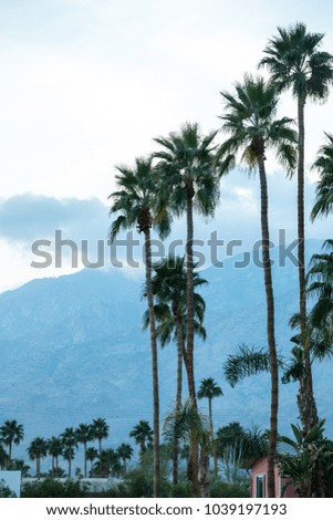 View of the palm trees in California