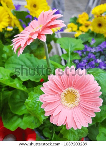 Beautiful two pink flowers in pot with many colorful flowers in the background.