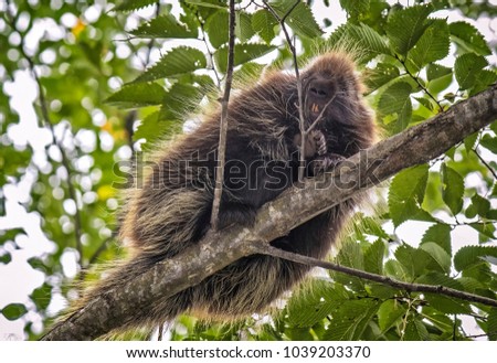 A Porcupine in A Tree