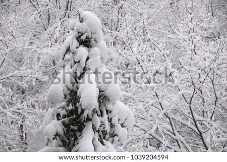snow on tree branches in winter snowfall