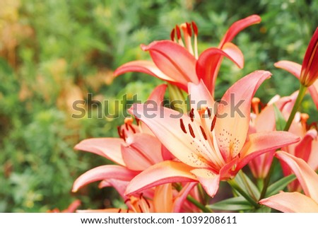 Pink tiger lilies closeup in spring garden