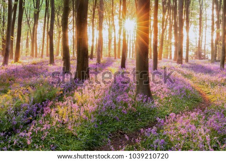 Beautiful woodland bluebell forest in spring. Purple and pink flowers under tree canopys with sunrise at dawn Royalty-Free Stock Photo #1039210720