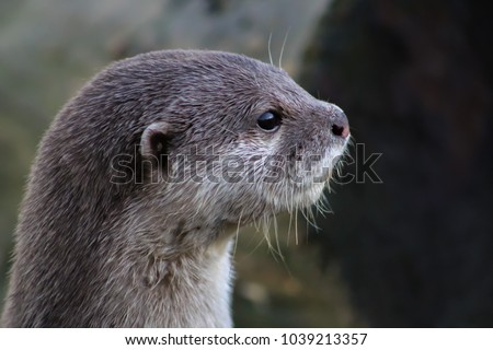 otter looking for friends