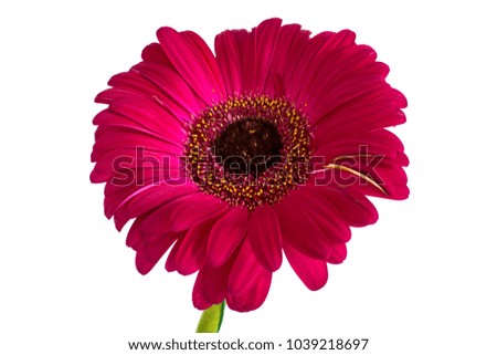 big beautiful flowers of Gerbera, Gerbera flowers isolates. white background. Gerbera flowers without background