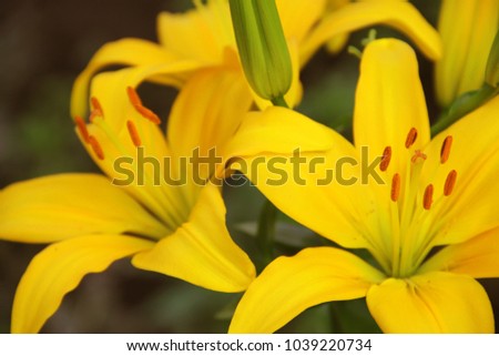 

yellow lilies in the garden