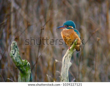 Kingfisher on a branch 