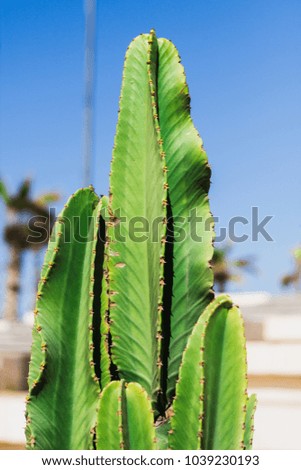 cactus plants against blue sky