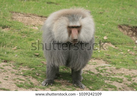 Male Baboon in stance