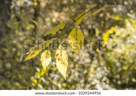 Sunlit yellow leaves on a branch