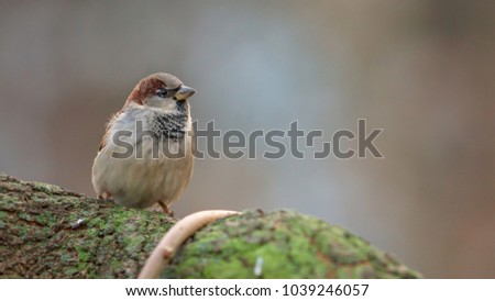 House Sparrow, Passeridae, Passer domesticus, male, sitting on the mossy tree in the sunny day, against blurry background