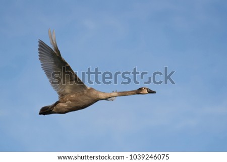 Young mute swan, Cygnus olor, white swan, holding wings wide open and flying on the blue sky