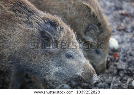 Wild Boar Piglets (Sus Scrofa) in the Forest. Germany