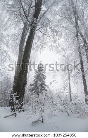 Beautiful winter landscape, frosty trees in a foggy forest