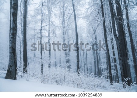 Beautiful winter landscape, frosty trees in a misty forest