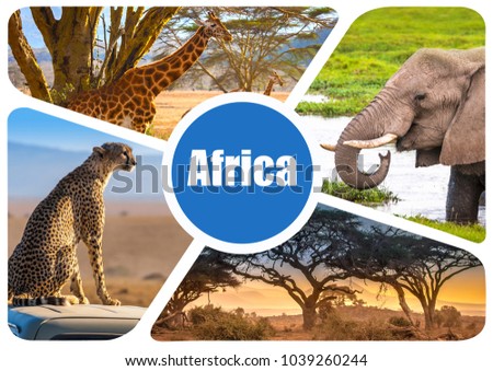 Africa. Journey through Africa. Concept of design. Fauna of Kenya. African elephant. The cheetah is sitting by the car. Safari in the world of wild animals. Collage with space for text.