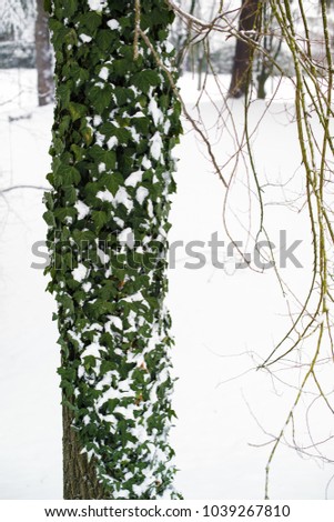 Spring with frost.Pine trunk with green leaves of arboric ivy covered with snow.Bad fall in temperature, snow and ice in March in Italy