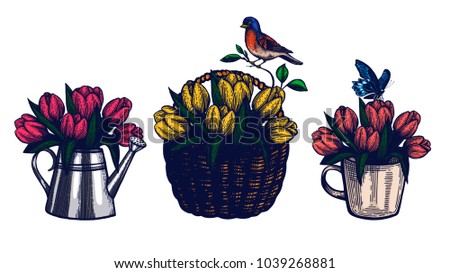 Tulips hand drawn set. Isolated vector botanical illustration. Bouquet in a glass. Watering can with flowers. Bouquet in a basket. Mug with flowers. Templates for invitation or packaging. Engraving