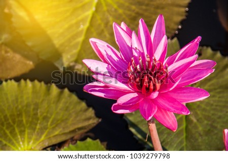 Pink lotus in water with green leaves is the background and there is light coming from the upper left thread.