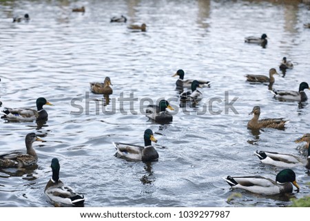 Birds on the pond. A flock of ducks and pigeons by the water. Migratory birds by lake.