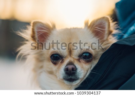 Small cute chihuahua dog in arms. Cute young puppy, big eyes, beautiful face. Sunset on background.