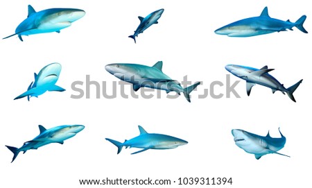 Collection Grey Reef Sharks isolated on white background